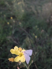 Rhodometra sacraria