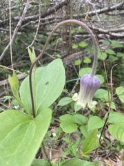 Clematis ochroleuca