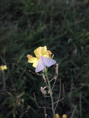 Rhodometra sacraria
