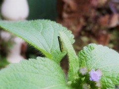 Sibovia sagata