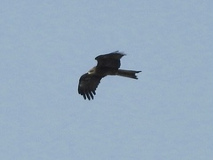 Milvus migrans govinda