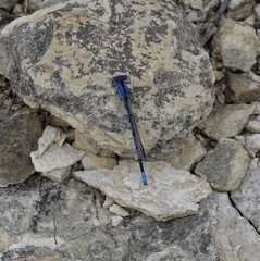 Argia nahuana