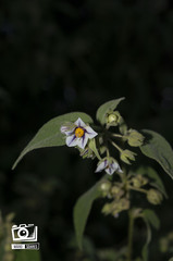 Solanum didymum
