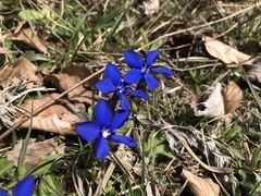 Gentiana verna