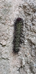 Hemileuca maia