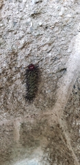 Hemileuca maia