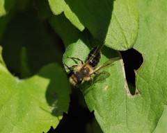 Andrena dunningi