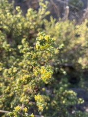 Pimelea serpyllifolia serpyllifolia