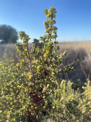 Pimelea serpyllifolia serpyllifolia