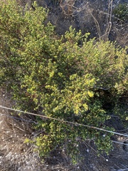 Pimelea serpyllifolia serpyllifolia