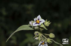 Solanum didymum