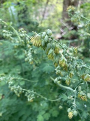 Thalictrum fendleri