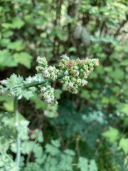Thalictrum fendleri