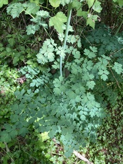 Thalictrum fendleri