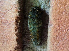 Heraclides anchisiades
