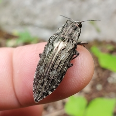 Texania campestris