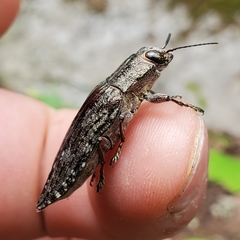 Texania campestris
