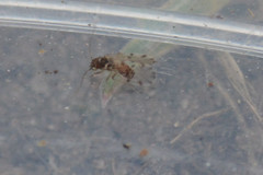 Ectopsocidae