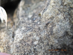 Temnothorax schaumii