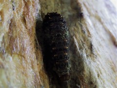 Heraclides anchisiades
