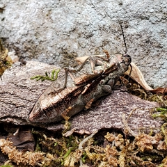 Texania campestris