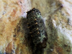 Heraclides anchisiades