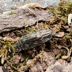 Texania campestris