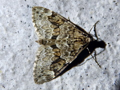 Thera variata