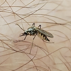 Ochlerotatus