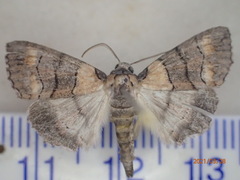 Dysbatus singularis