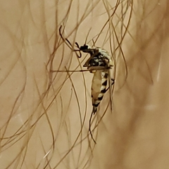 Ochlerotatus