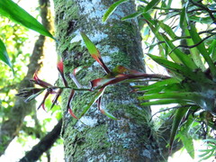 Tillandsia leiboldiana
