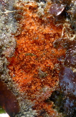 Endectyon hispitumulus