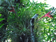 Tillandsia punctulata