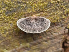 Postia pelliculosa