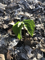 Trillium cernuum