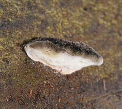Postia pelliculosa