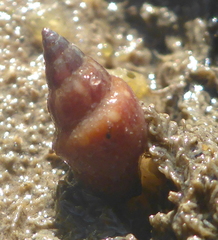 Amphissa versicolor