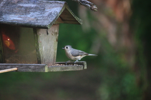 Baeolophus bicolor image