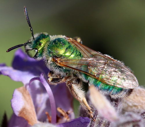 Angeles Striped Sweat Bee photo 6