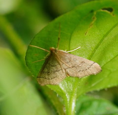 Metasia dicealis