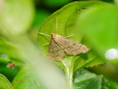 Metasia dicealis