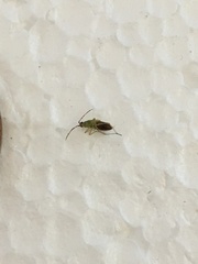 Heterotoma planicornis