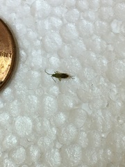 Heterotoma planicornis