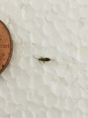 Heterotoma planicornis