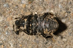 Otiorhynchus chrysostictus