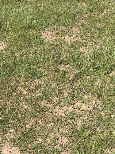 iNaturalist observation photo of Northern Pacific Rattlesnake