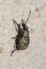 Otiorhynchus chrysostictus