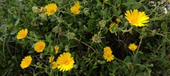 Calendula suffruticosa