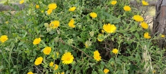 Calendula suffruticosa